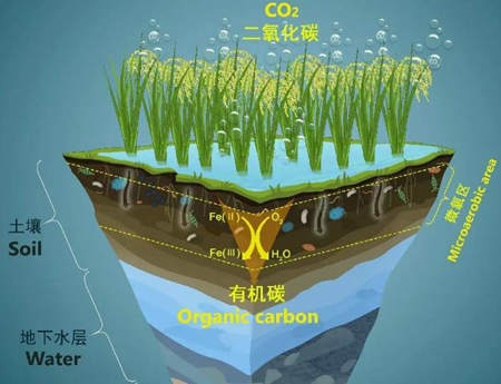 有機碳源和無機碳源的區別（什么是有機碳源）