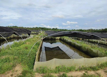 牛蛙養殖廢水怎樣處理_牛蛙養殖污水處理設備